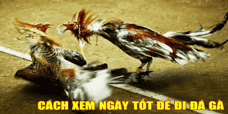 xem ngày đá gà chiến kê ra trận